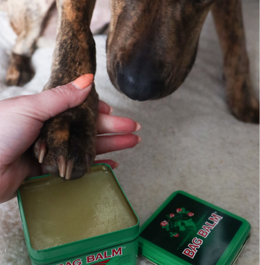 Bag Balm Antiseptic Ointment 8 oz tin. The tin features the classic green design with the Bag Balm logo on the front. A brown dog paw is being assisted by a human hand to dip into the open tin.